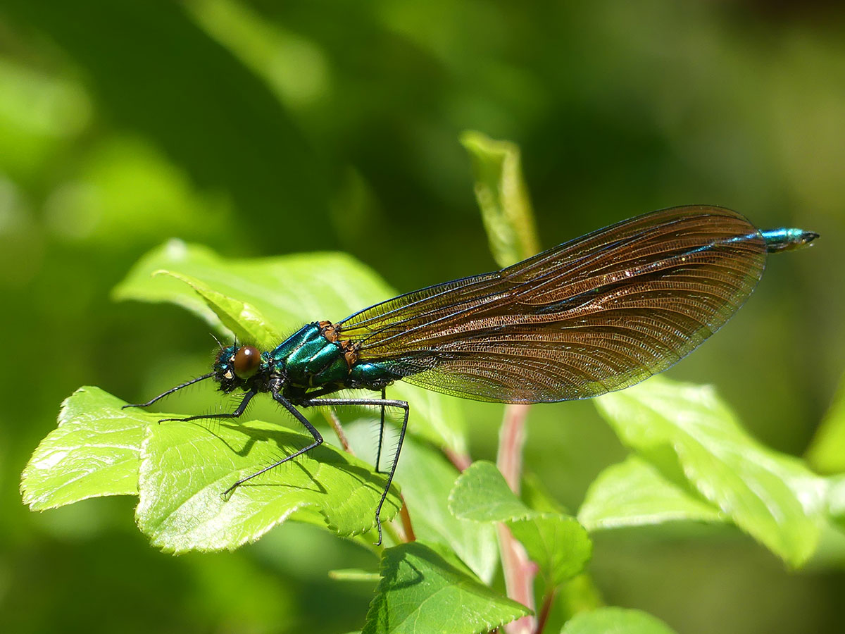 Calopteryx virgo