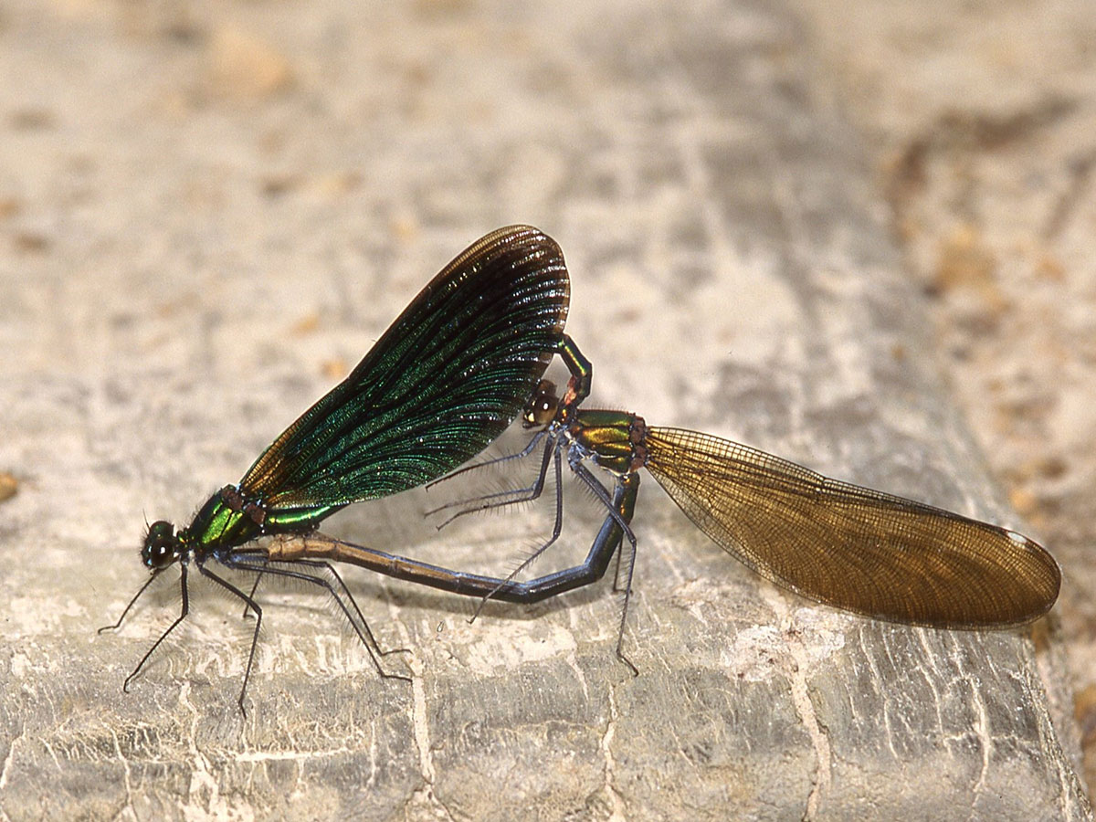 Calopteryx virgo