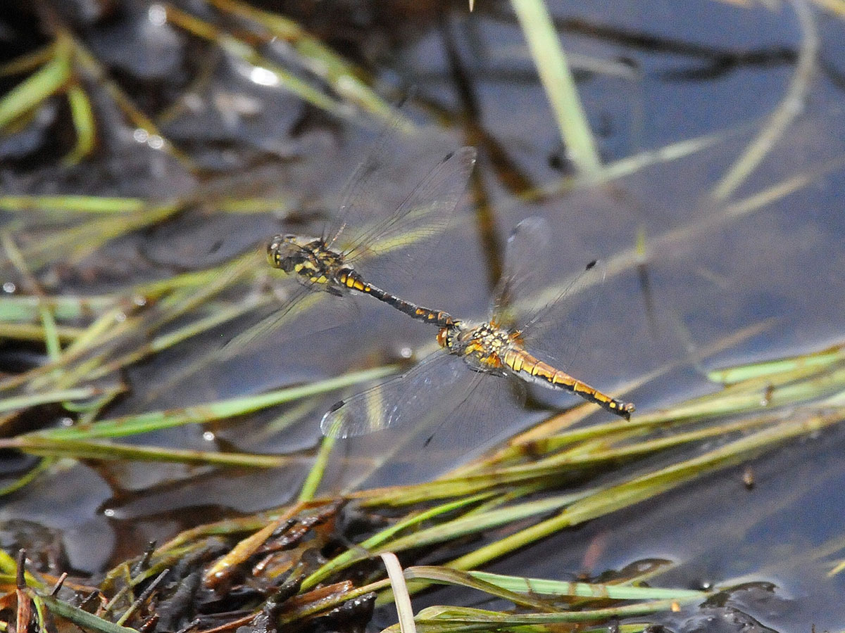 Sympetrum danae