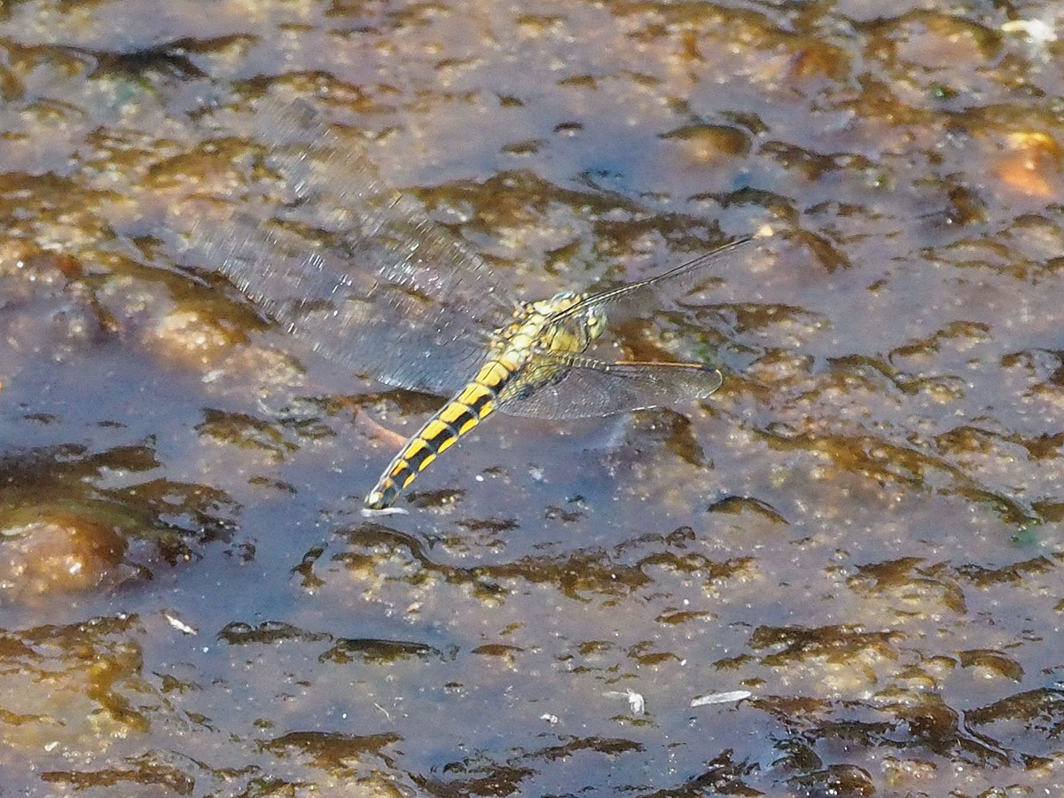 Orthetrum cancellatum