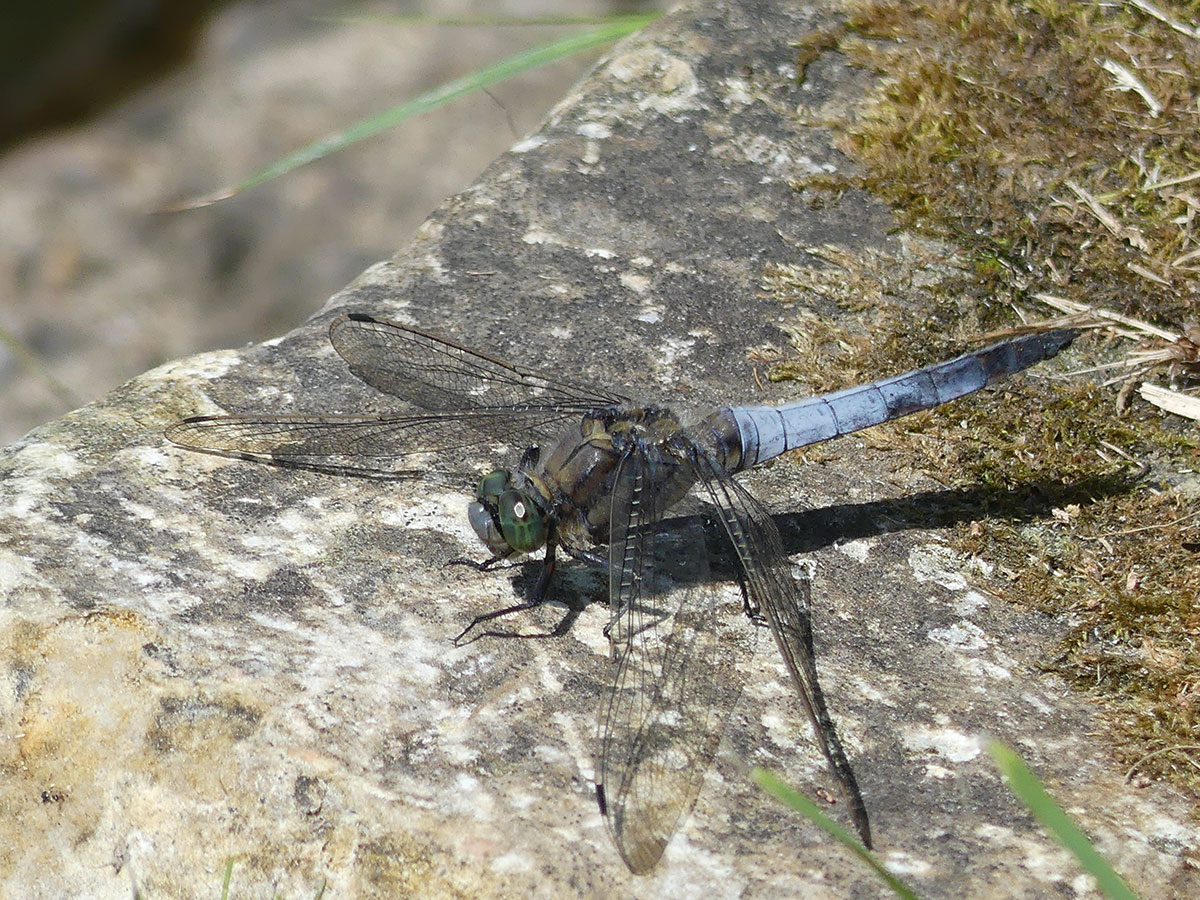 Orthetrum cancellatum