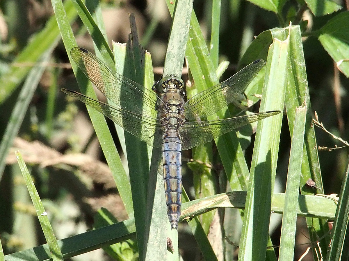 Orthetrum cancellatum