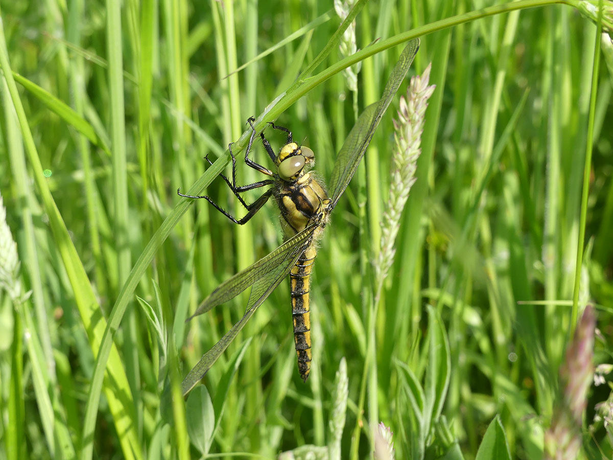 Orthetrum cancellatum