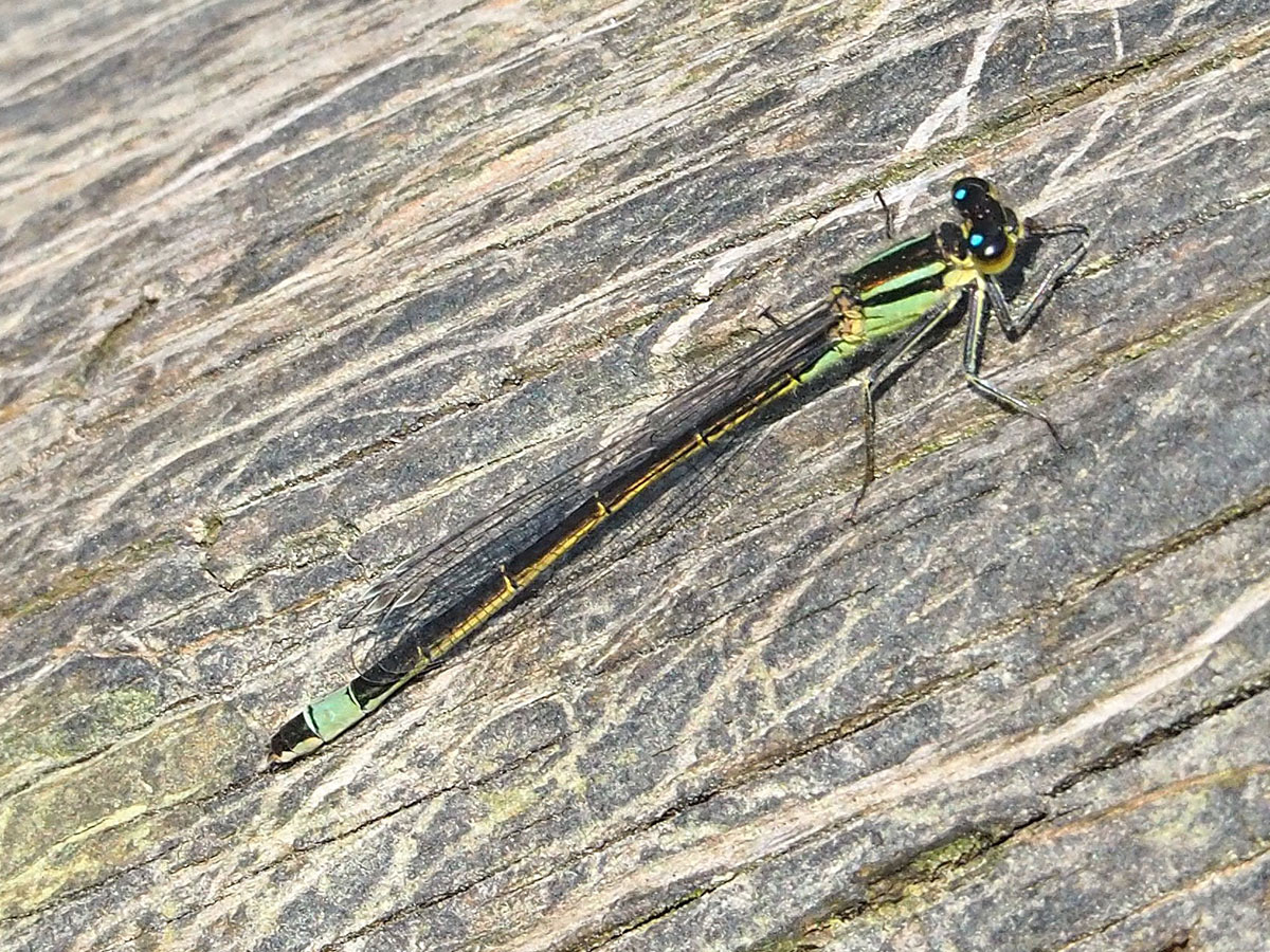 Ischnura elegans