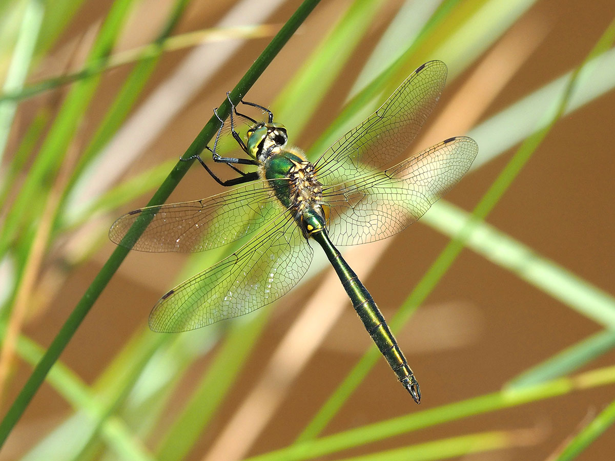 Somatochlora metallica