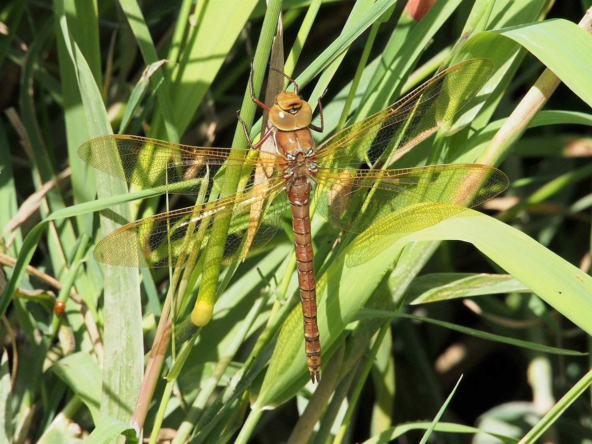 Aeshna grandis