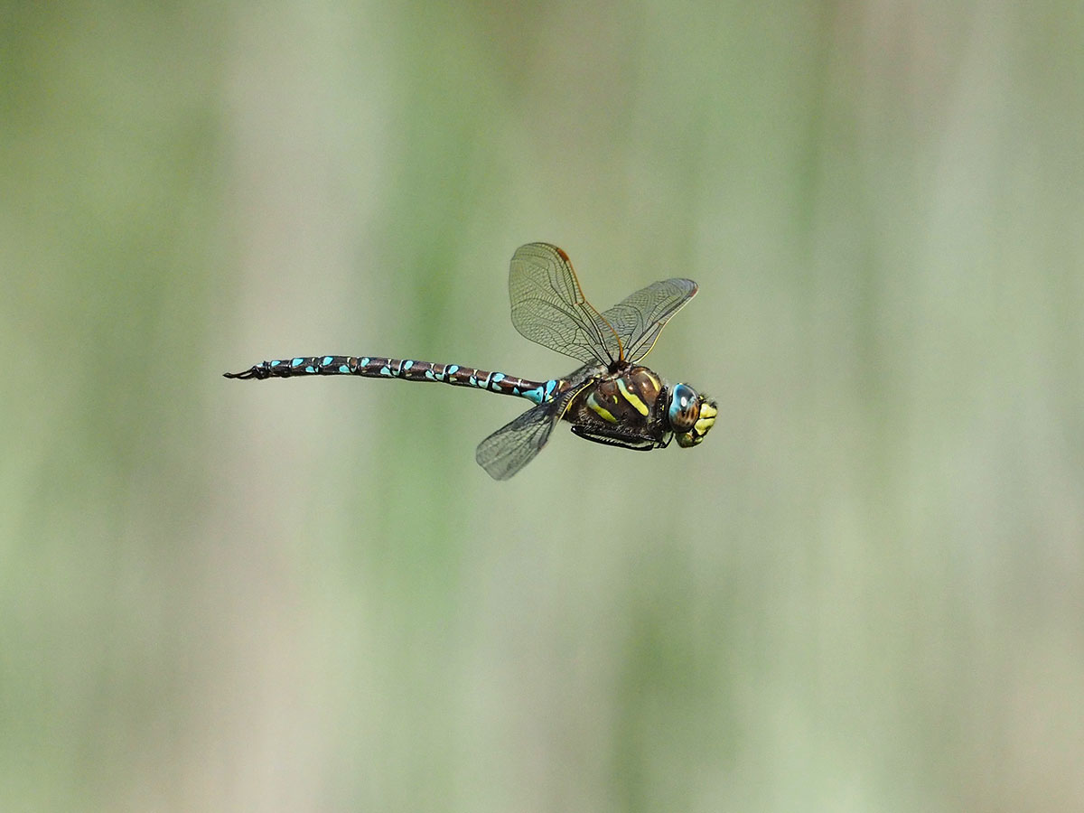 Aeshna juncea