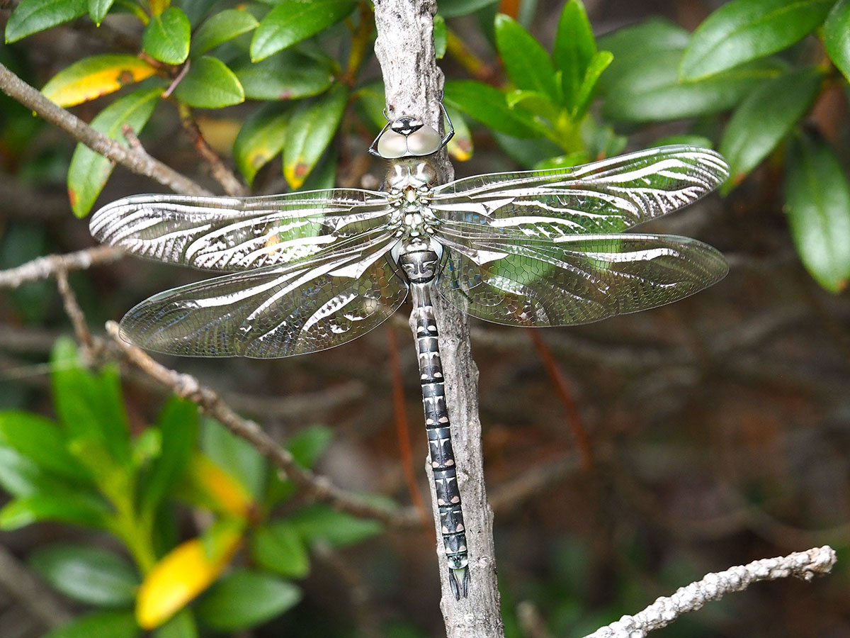 Aeshna juncea