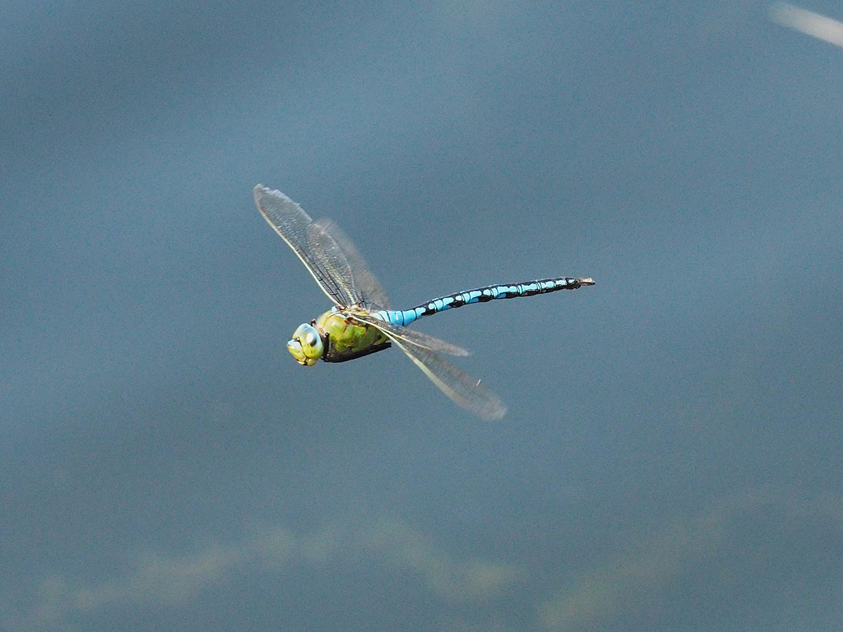 Anax imperator
