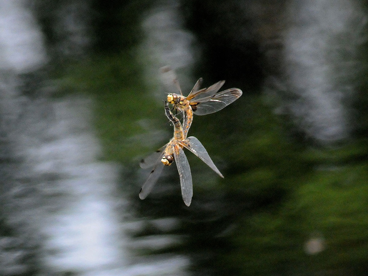 Libellula quadrimaculata