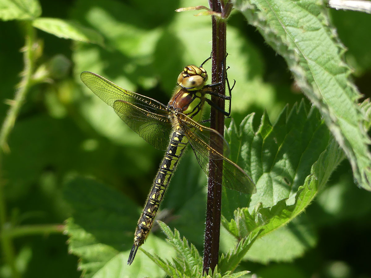 Brachytron pratense