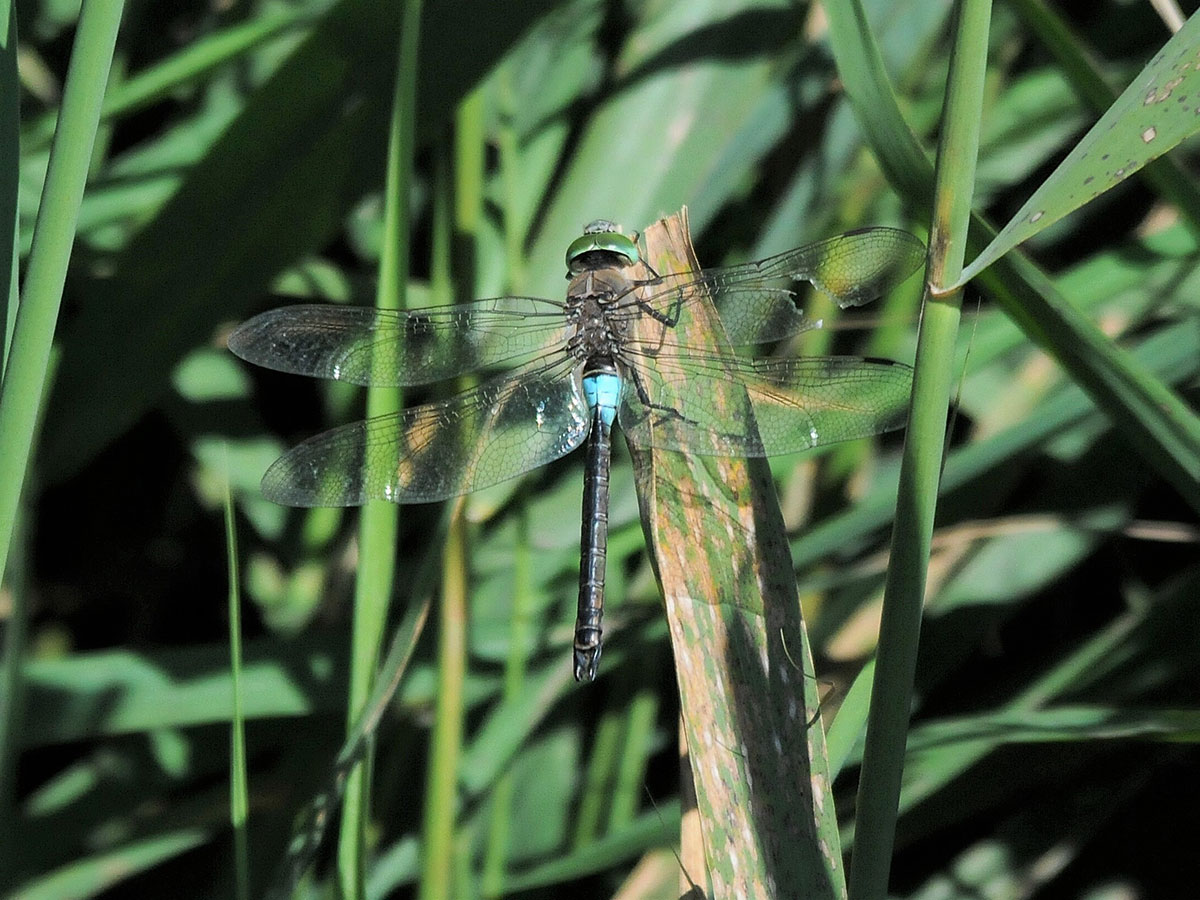 Anax parthenope