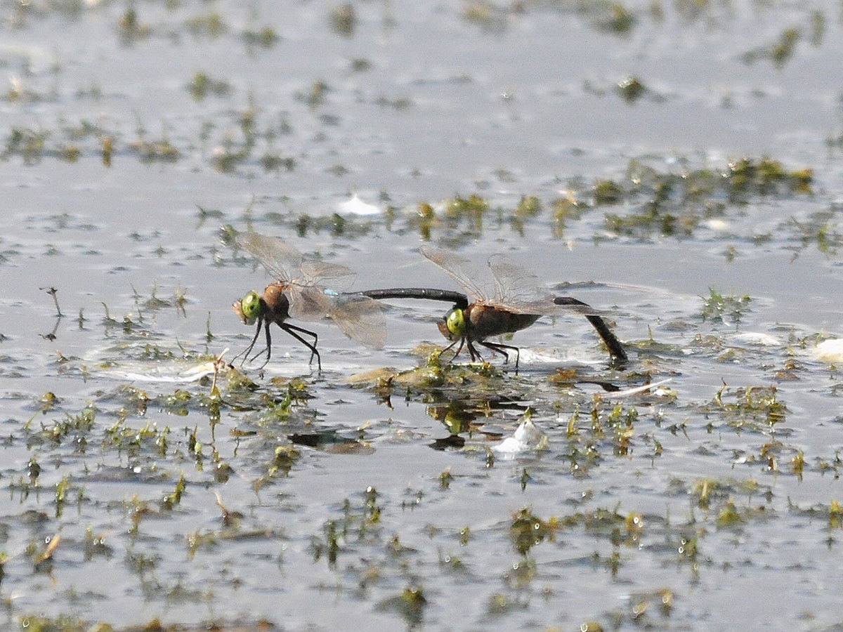 Anax parthenope
