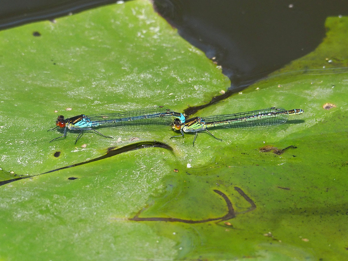 Erythromma najas