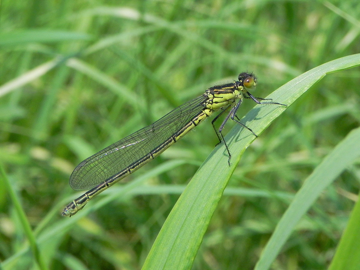 Erythromma najas