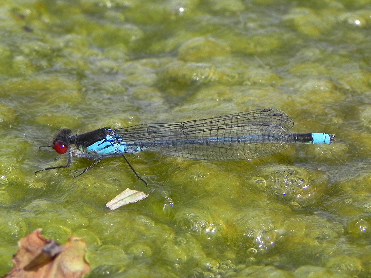 Erythromma najas