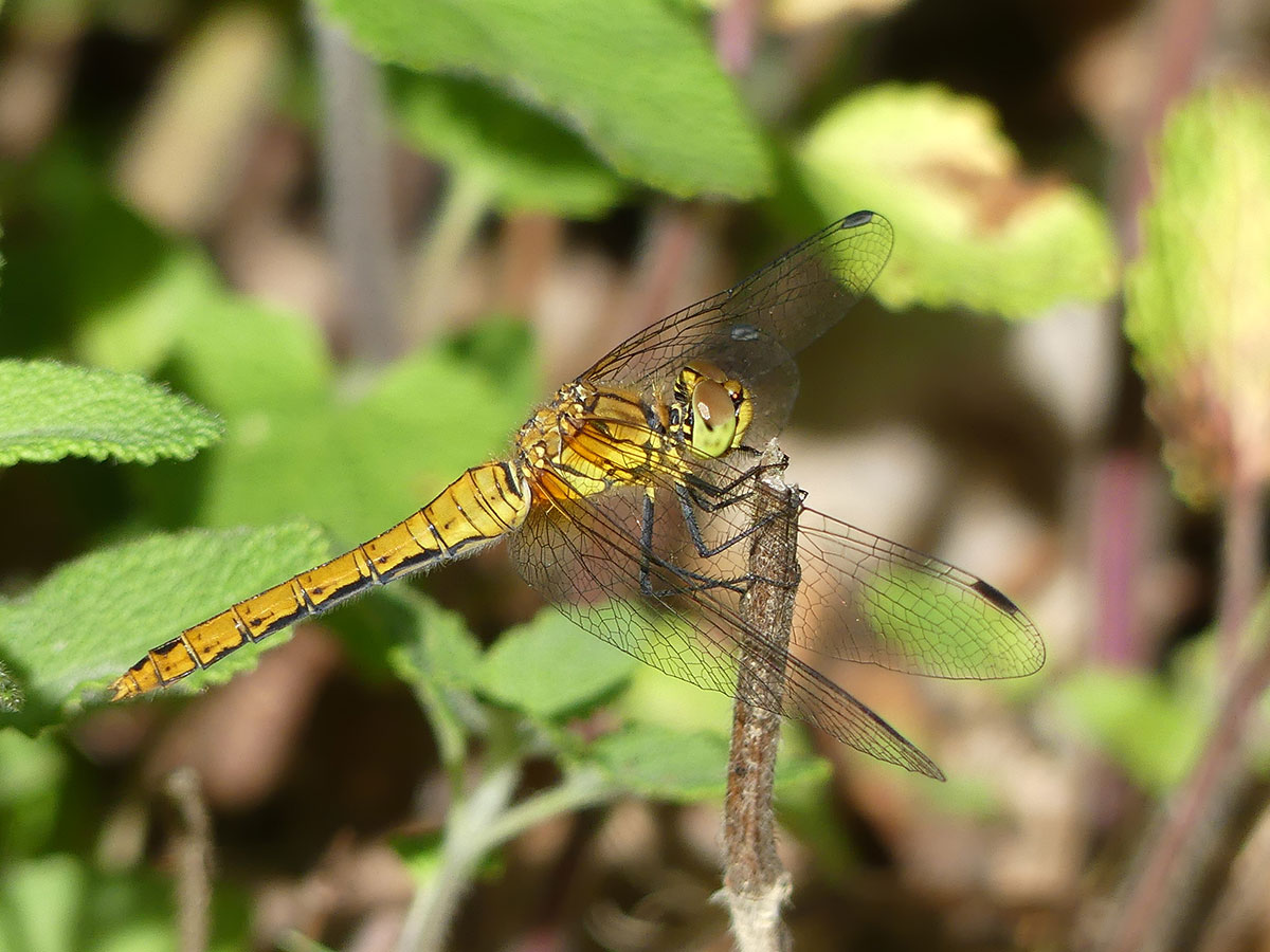 Sympetrum sanguineum