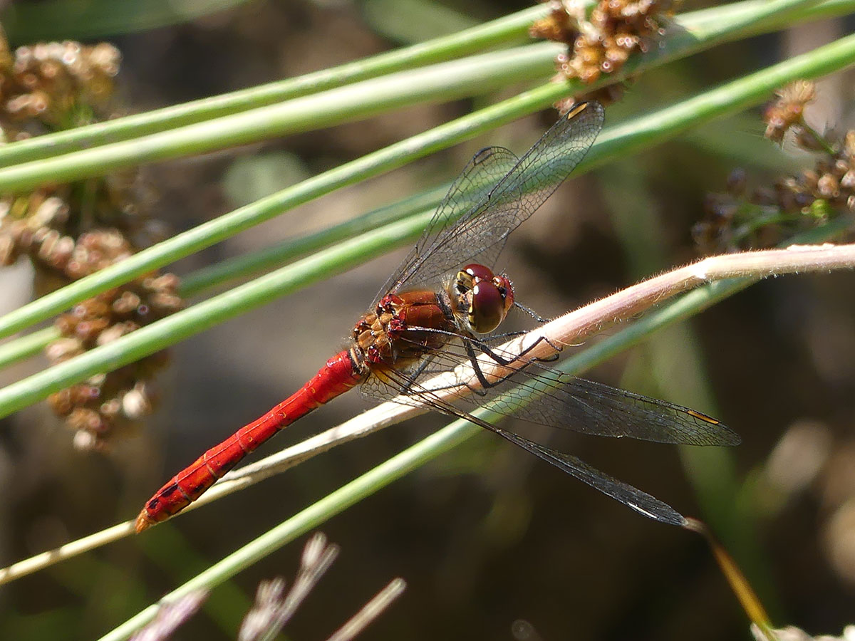 Sympetrum sanguineum