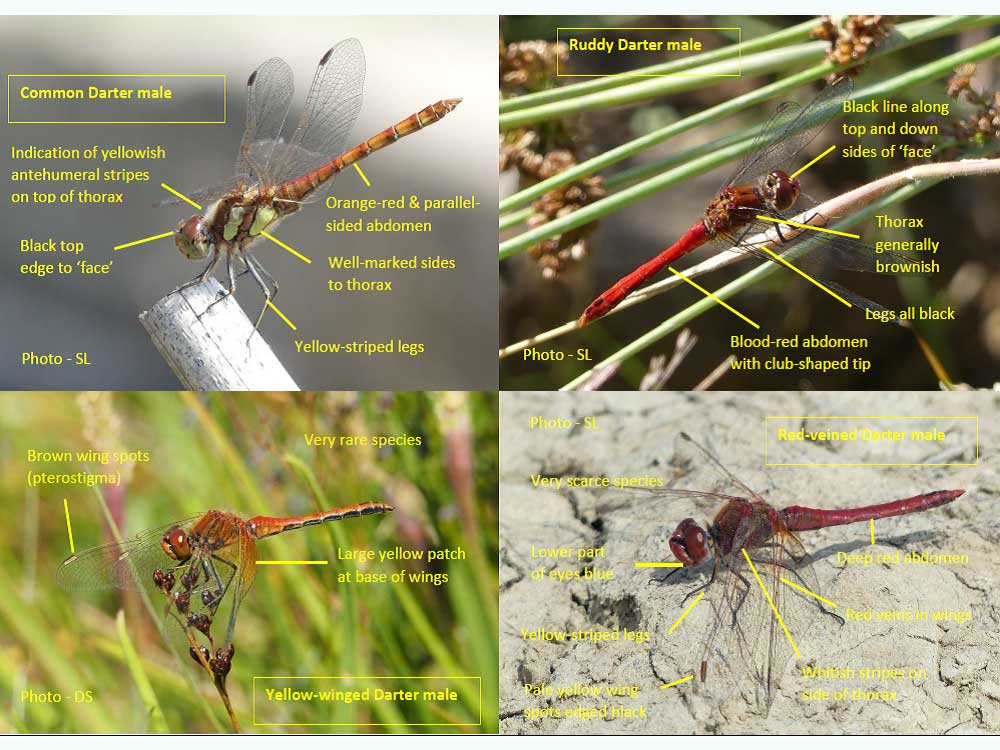 Sympetrum striolatum similar species
