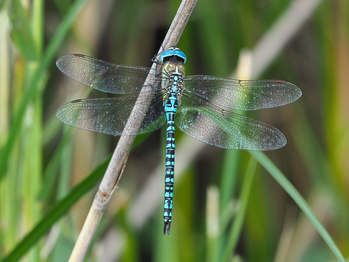 Aeshna affinis