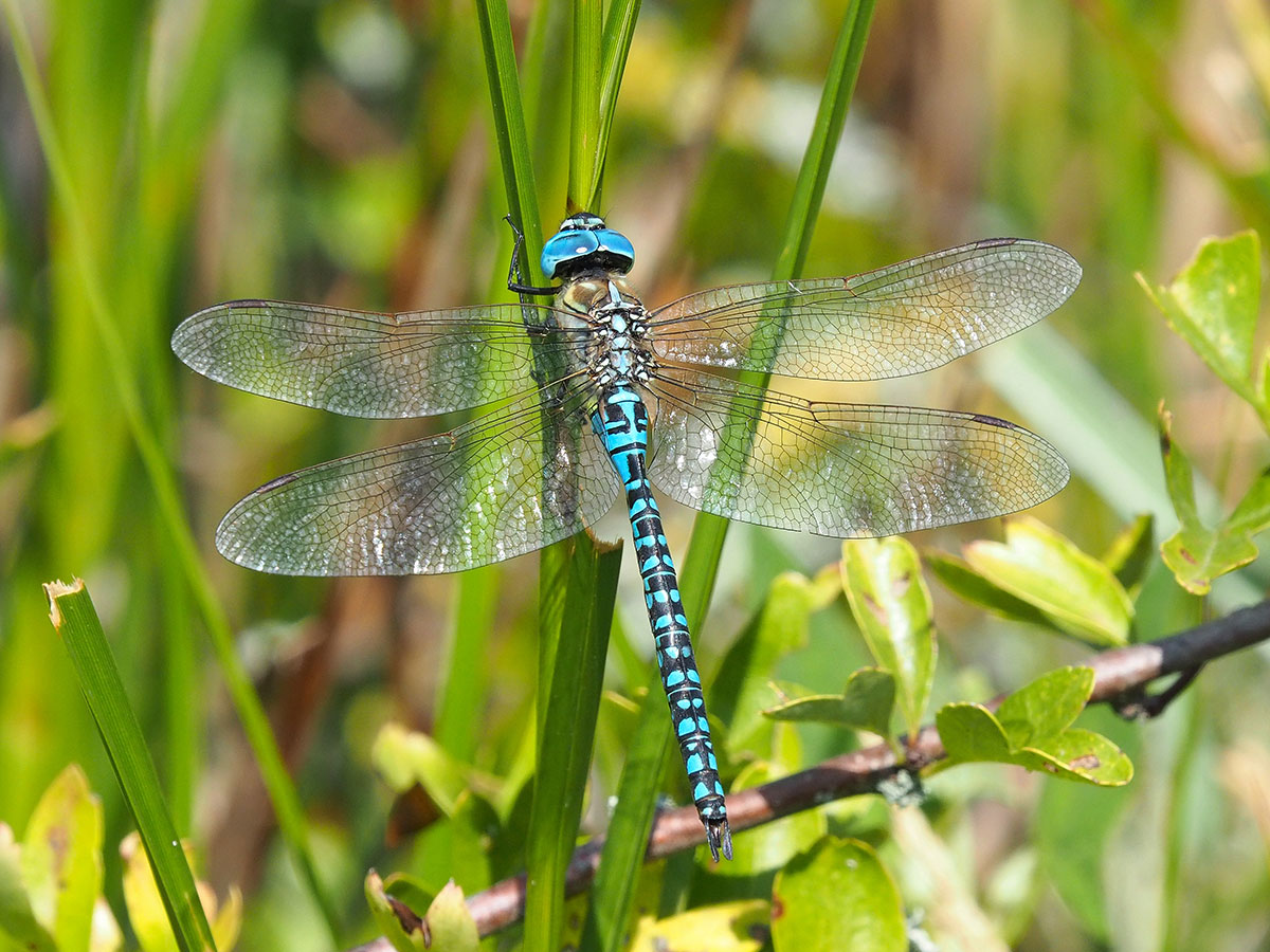 Aeshna affinis