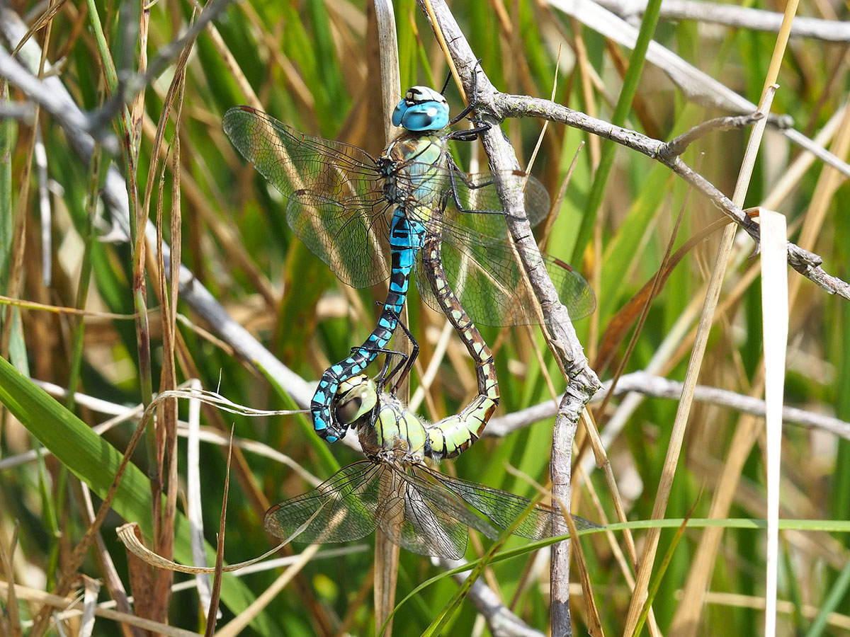 Aeshna affinis