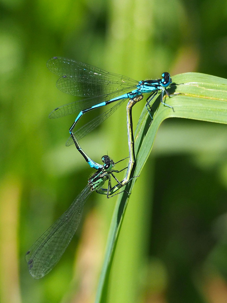 Coenagrion pulchellum