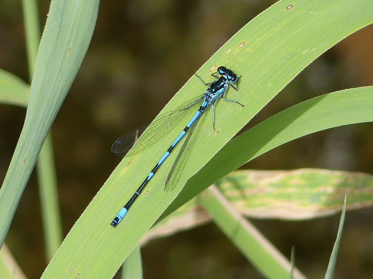 Coenagrion pulchellum