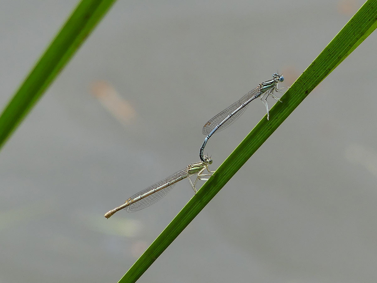 Platycnemis pennipes