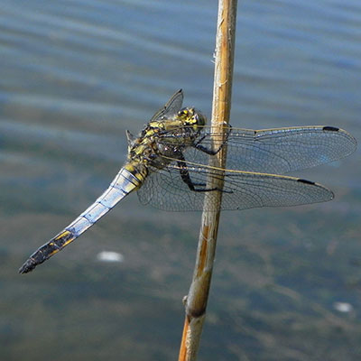 Black-tailed Skimmer