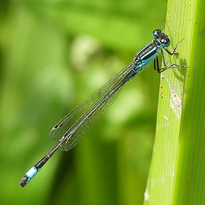 Blue-tailed Damselfly
