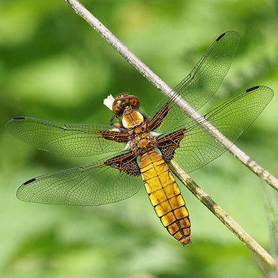 Broad-bodied Chaser