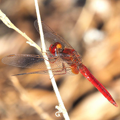 Scarlet Dragonfly