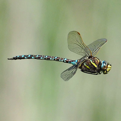 Common Hawker