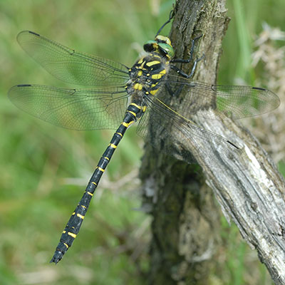 Golden-ringed Dragonfly