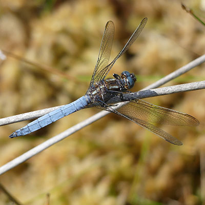 Keeled Skimmer