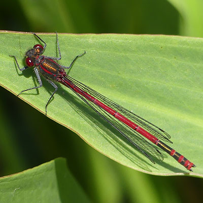 Large Red Damselfly