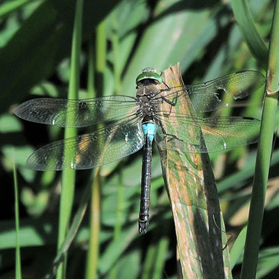 Lesser Emperor