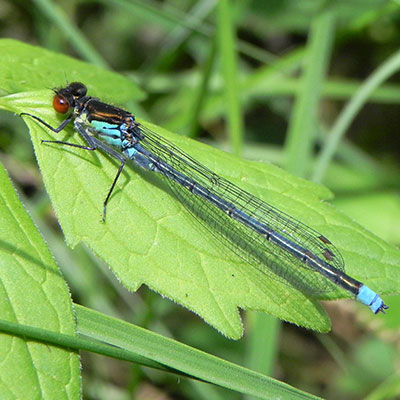Red-eyed Damselfly