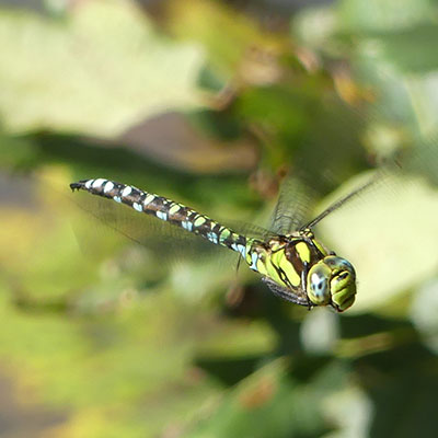 Southern Hawker