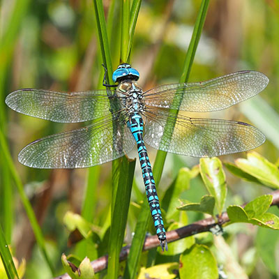 Southern Migrant Hawker
