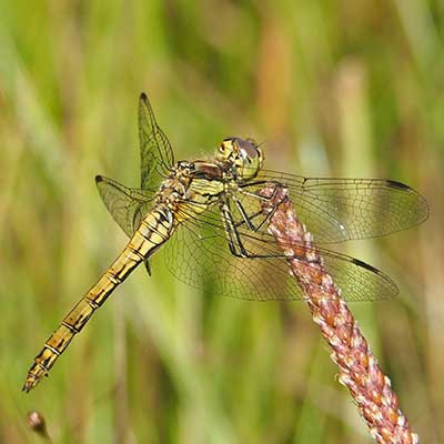 Vagrant Darter