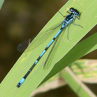Variable Damselfly