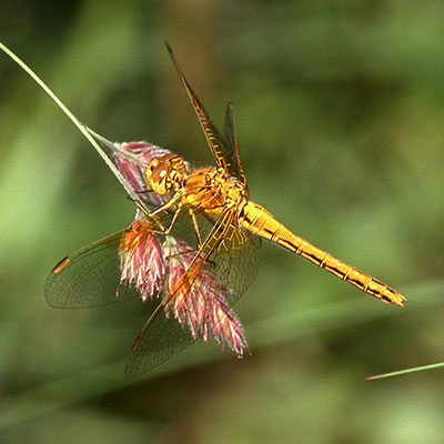 Yellow-winged Darter