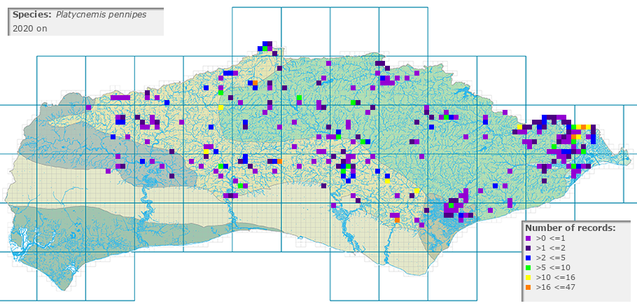 Platycnemis pennipes distribution 2010 on