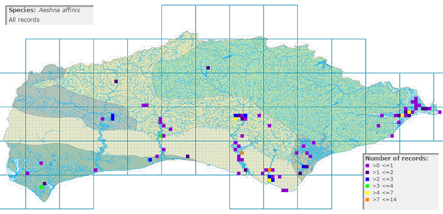 Aeshna affinis distribution (all)